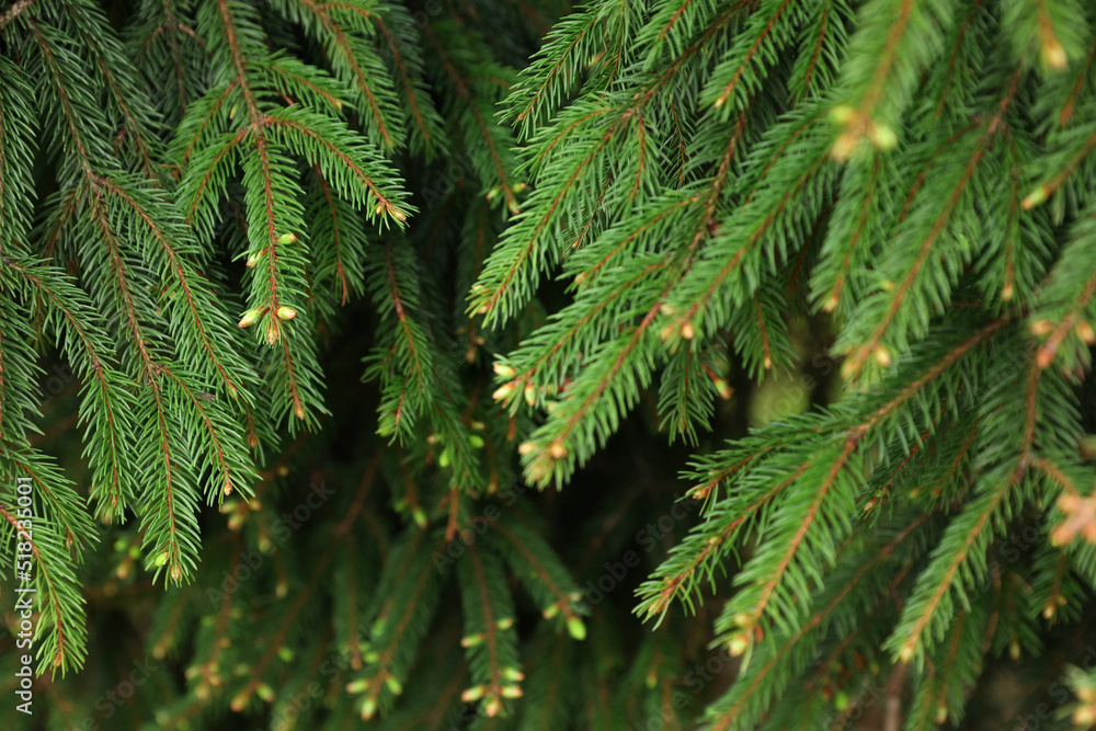 Green branches of beautiful conifer tree with small cones outdoors, closeup Green branches of beautiful conifer tree with small cones outdoors, closeup