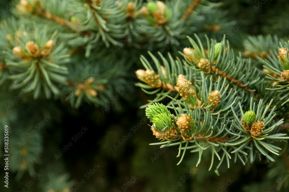 Beautiful branches of coniferous tree, closeup. Space for text Beautiful branches of coniferous tree, closeup. Space for text