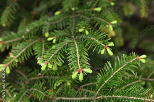 Green branches of beautiful conifer tree outdoors, closeup © New Africa