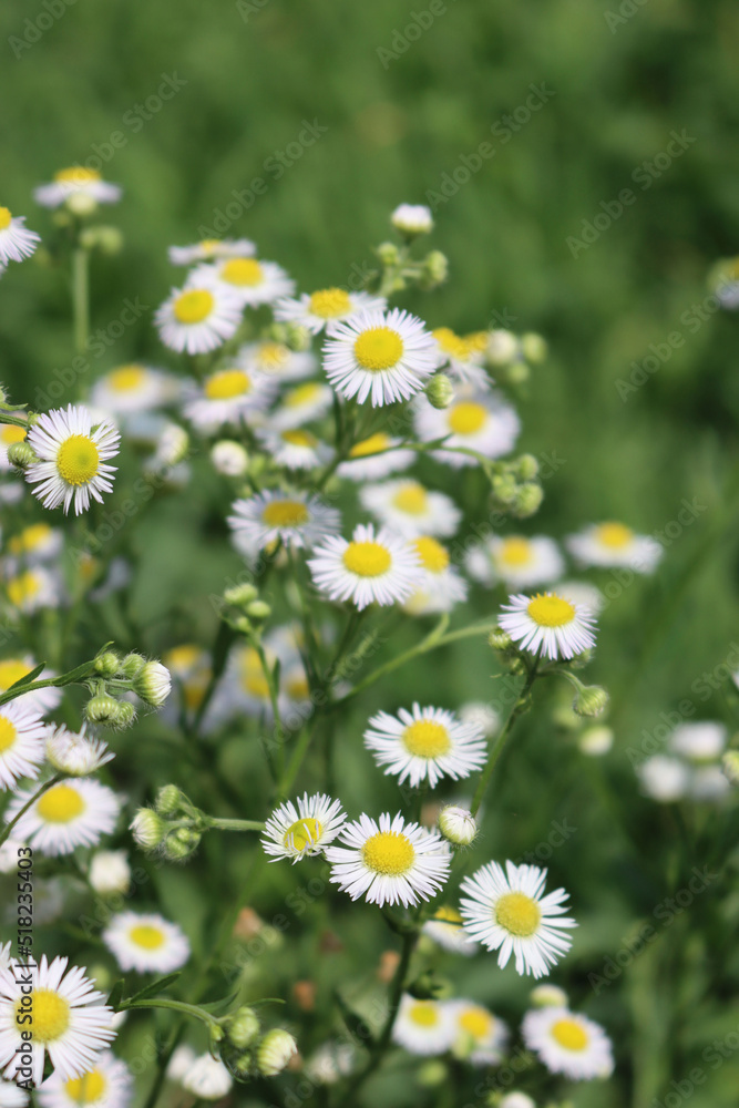 Erigeron annuus. Close-up of wild white and yellow daisies on a sunny day, also called fleabane daisy Erigeron annuus. Close-up of wild white and yellow daisies on a sunny day, also called fleabane daisy