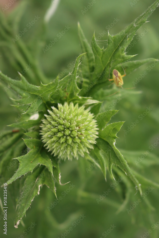 Green blossom of Echnops in the flowerbed. Globe thistles plant in bloom on summer Green blossom of Echnops in the flowerbed. Globe thistles plant in bloom on summer