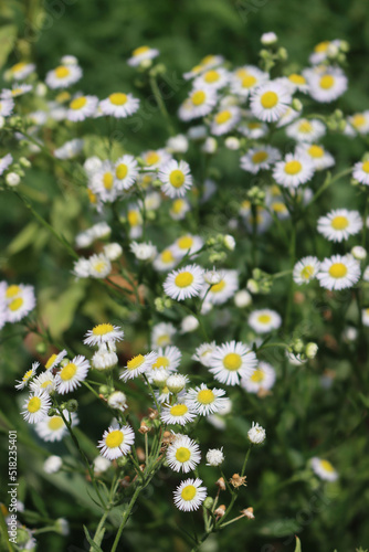 Erigeron annuus. Close-up of wild white and yellow daisies on a sunny day  also called fleabane daisy