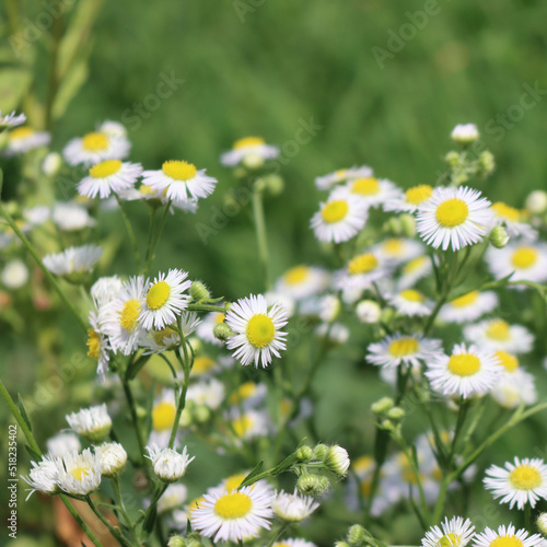 Erigeron annuus. Close-up of wild white and yellow daisies on a sunny day, also called fleabane daisy © saratm