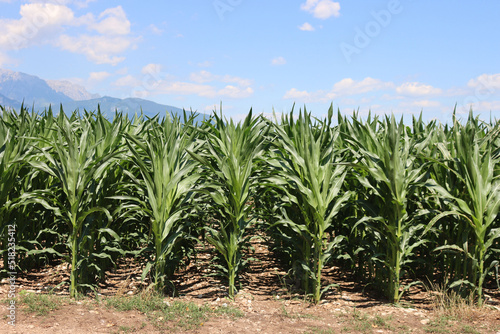 Green corn field on summer season against blue sky on a sunny day. Zea mays or corn cultivation