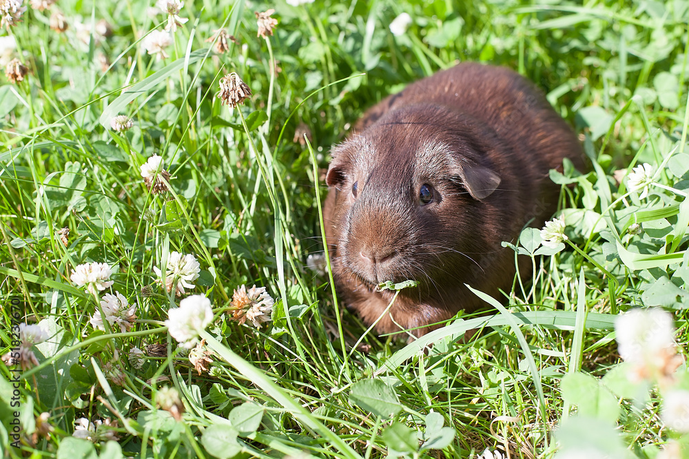 a guinea pig is sitting in the grass, eating clover on a summer day. A pet a guinea pig is sitting in the grass, eating clover on a summer day. A pet