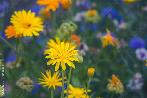 Floral background, a mixture of marigold and cornflowers, a natural combination of yellow and blue, toned photo