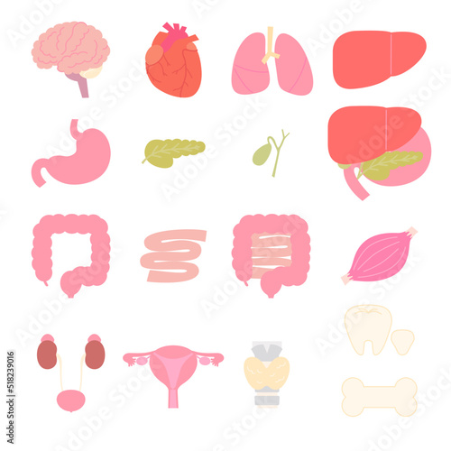 シンプルでかわいい内臓セット