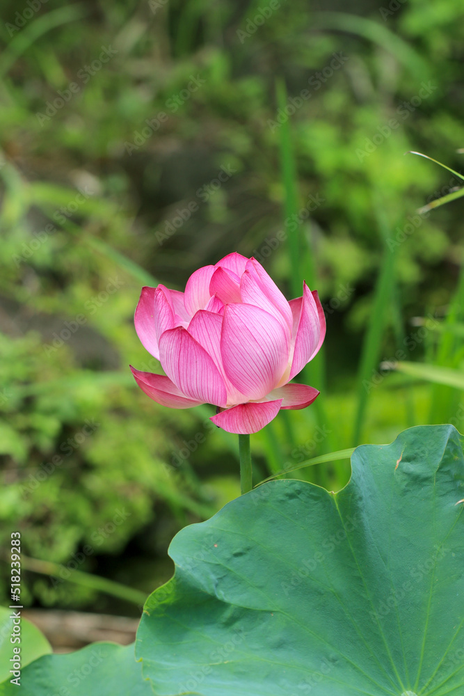 Exotic pink 