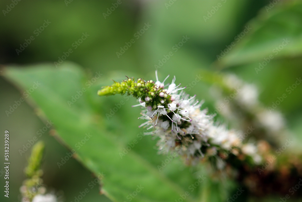 Apple mint white flowerhead, close up macro photograph. Apple mint white flowerhead, close up macro photograph.