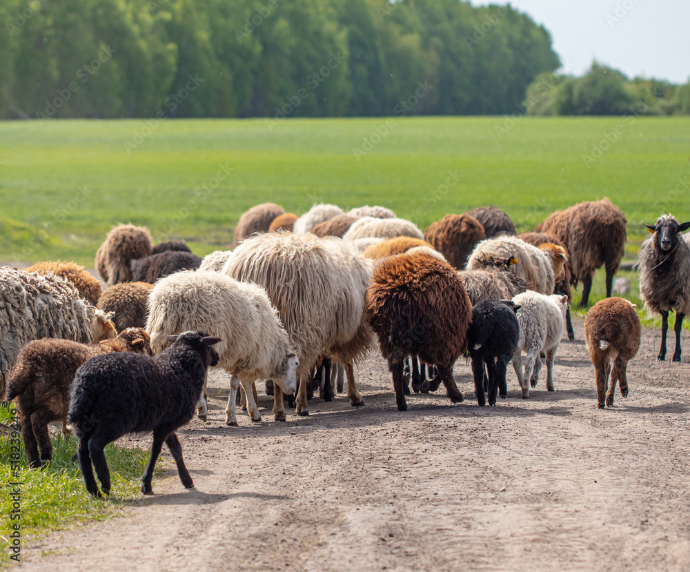 A flock of sheep in the pasture. A flock of sheep in the pasture.