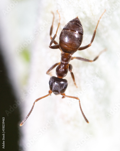 An ant grazes aphids on a tree leaf. © schankz