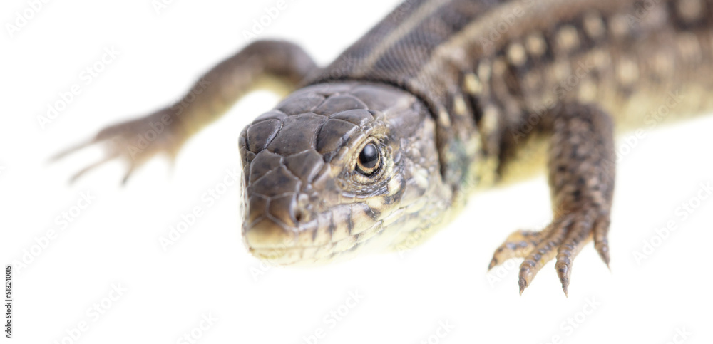 Lizard portrait isolated on white background. Lizard portrait isolated on white background.