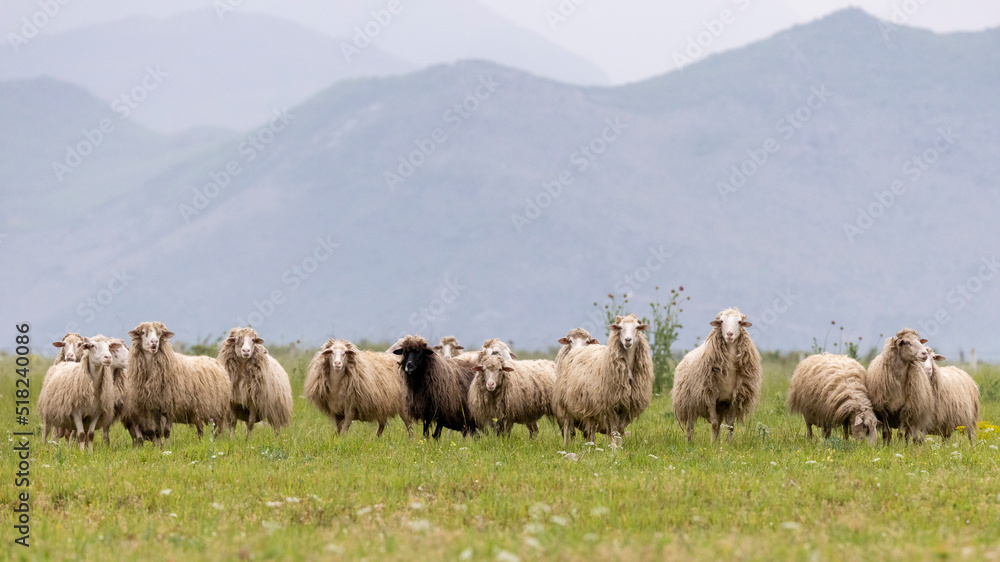 Eine Schafherde auf einer Blumenwiese vor einem Gebirge in Albanien