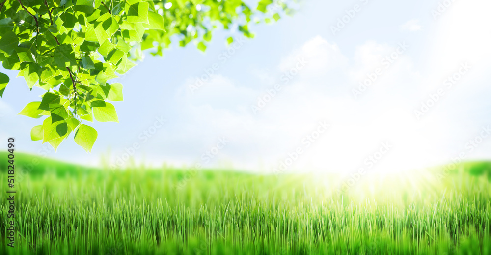 Green grass field and clear blue sky Green grass field and clear blue sky