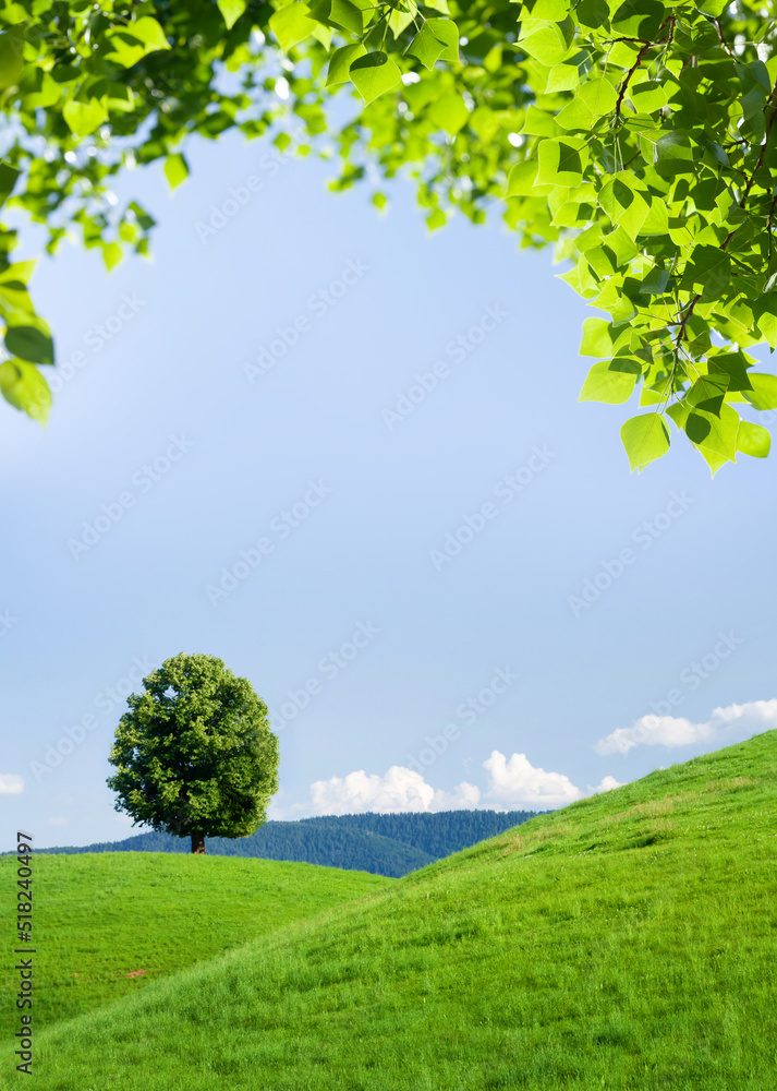 Obraz premium Beautiful hills, blooming meadows and lonely tree