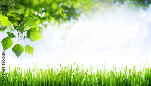Grass and leaves in front of blue sunny sky