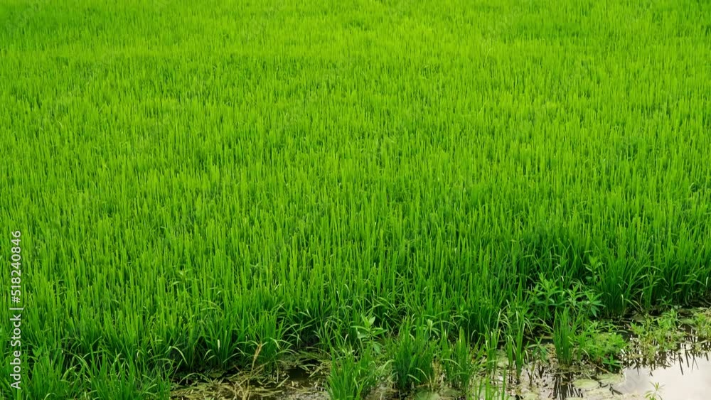 The beautiful rice plants in a gorgeous paddy field on organic farms at sunset time. slow motion. The beautiful rice plants in a gorgeous paddy field on organic farms at sunset time. slow motion.