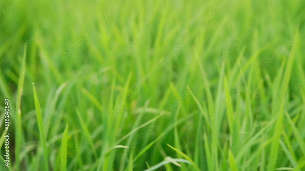 Close up of the beautiful rice plants in a gorgeous paddy field on organic farms at sunset time. slow motion.