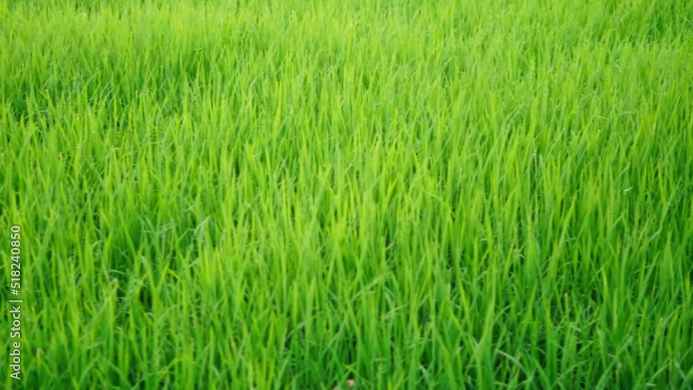 The beautiful rice plants in a gorgeous paddy field on organic farms at sunset time. slow motion. The beautiful rice plants in a gorgeous paddy field on organic farms at sunset time. slow motion.