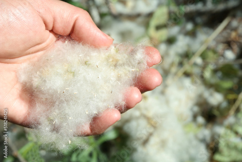 Fotografie Woman holding pile of poplar fluff outdoors on sunny day, closeup