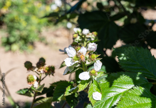 A bee on a Boysenberry or blackberry flower in the field