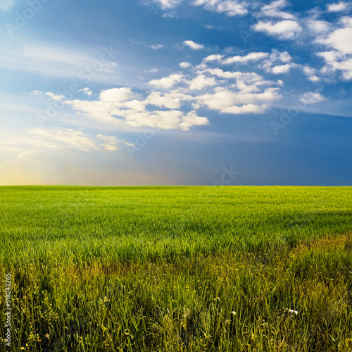 beautiful summer fields