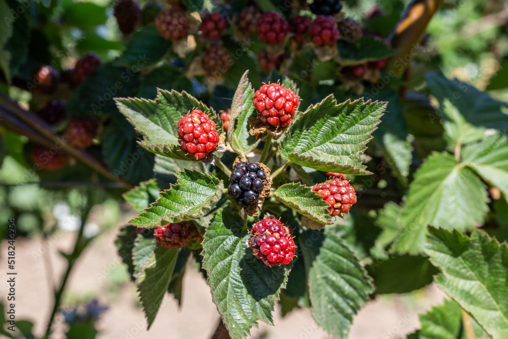 Boysenberry or blackberry ripening in the field Boysenberry or blackberry ripening in the field