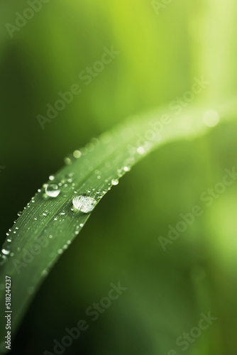 Rain water on green leaf macro.Beautiful drops and leaf texture in nature.