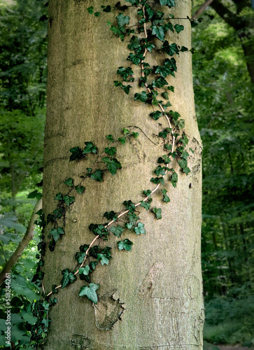 Tree trunk covered with plant leaves