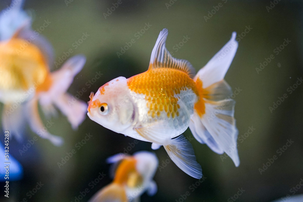 Goldfish at aquarium fish, from Asia.The goldfish on Chinese sign brings a prosperity and good luck. Goldfish at aquarium fish, from Asia.The goldfish on Chinese sign brings a prosperity and good luck.