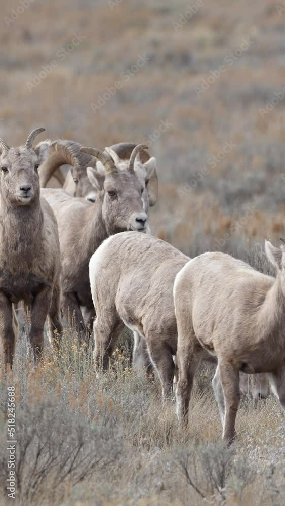 Big Horn Sheep herd wandering through a field as Ram pushes other one away in the Wyoming Wilderness. Big Horn Sheep herd wandering through a field as Ram pushes other one away in the Wyoming Wilderness.