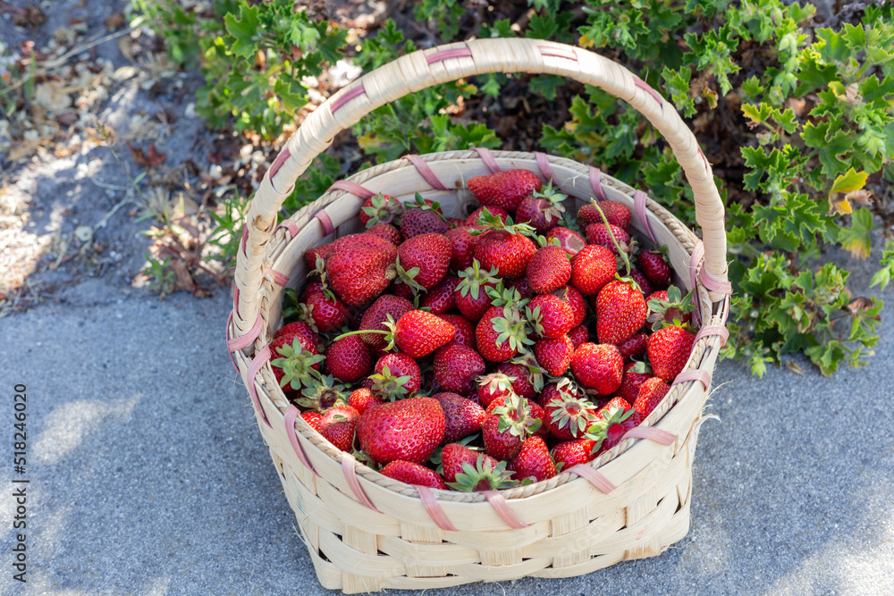 Strawberries in a basket picked in the summer Strawberries in a basket picked in the summer