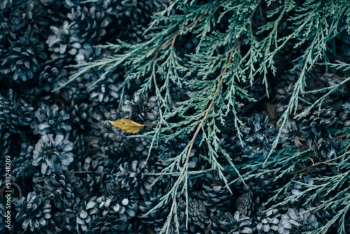 pine cones and fir branches