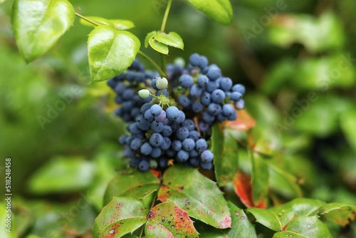 Mahonia aquifolium. Oregon grape, blue fruits, green and red leaves. photo