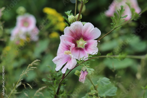Alcea rosea, the common hollyhock, flowering plant.