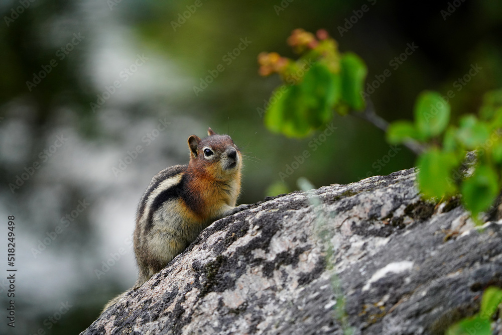 Chipmunk on the Rocks Chipmunk on the Rocks