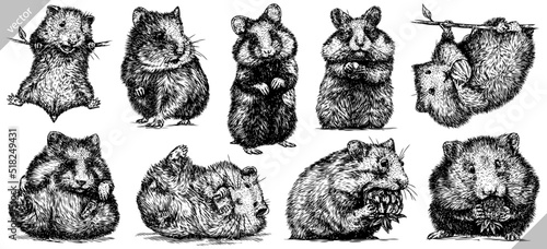 Vintage engrave isolated hamster set illustration ink rat sketch. Wild mouse background line guinea pig art