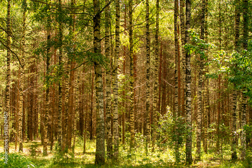 Beautiful summer green forest in summer  Belarus