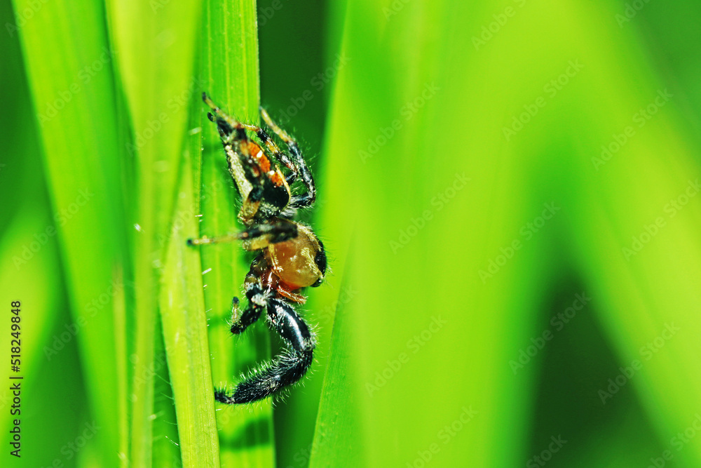 Fototapeta premium A jumper spider on green leaf