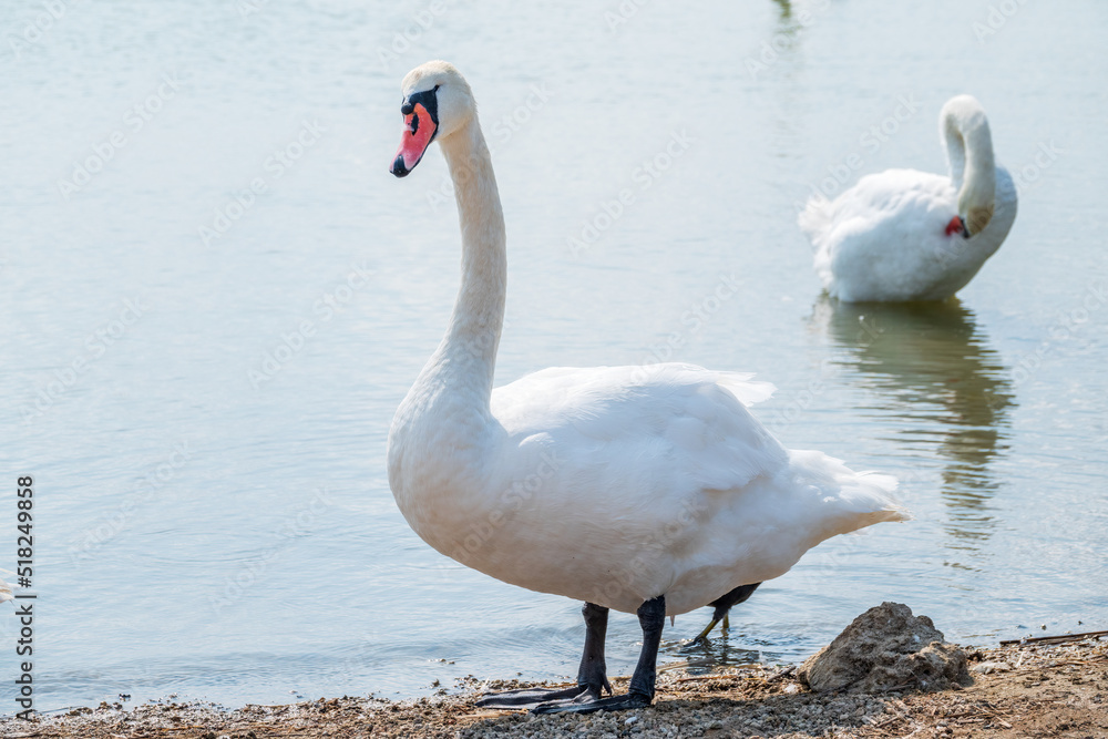 Graceful white Swan with a red beak stands on the bank of a pond Graceful white Swan with a red beak stands on the bank of a pond