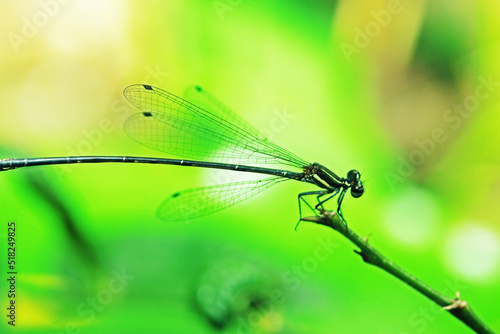 A Dragonfly on a branch