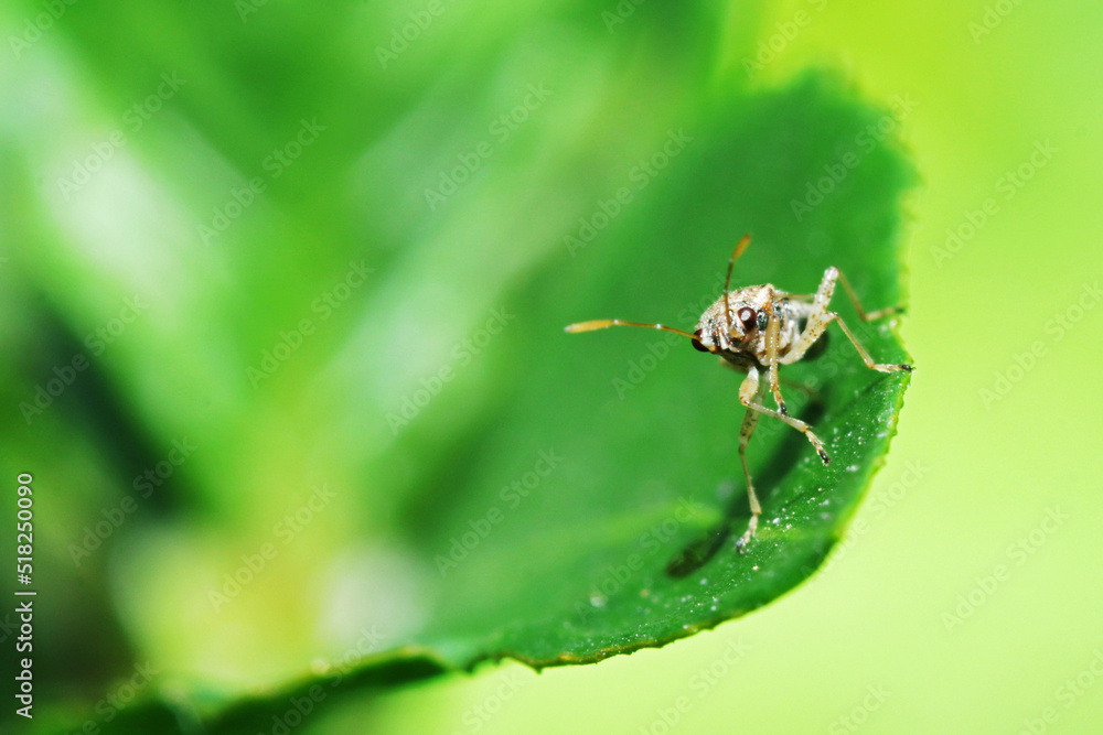 Fototapeta premium A fly insect on green leaf