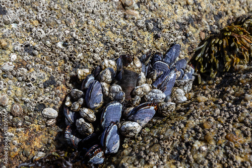 Barnacles on the stone on the beach photo