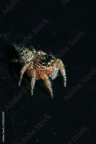 A jumper spider on black background