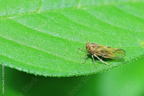The aphid on green leaf