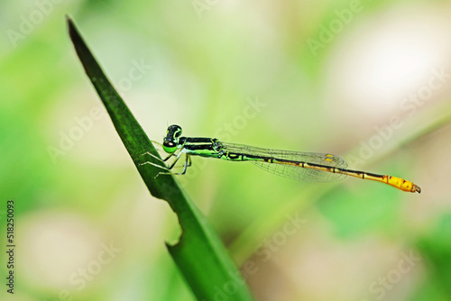 A Dragonfly on a branch