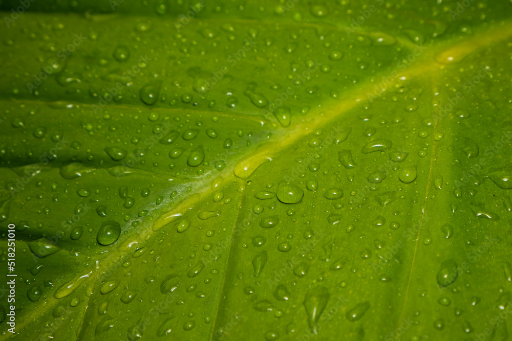 during the rain all day
taking pictures of playing animals
during the rain all day
taking pictures of playing animals