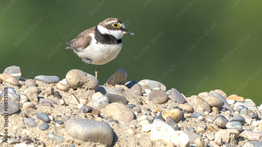 Naklejka premium Little Ringed Plover (Charadrius dubius) on the bank of a lake in the South of France