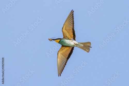 European Bee-eater in flight in a blue sky in pursuit of insects 