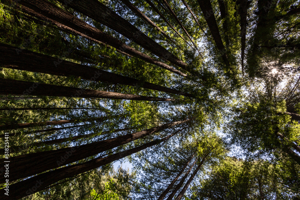 View on the redwood trees upward View on the redwood trees upward